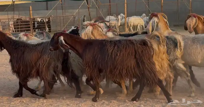 معزا مصريات طيبه دفيع ومضاريع شرط العدد 13 10