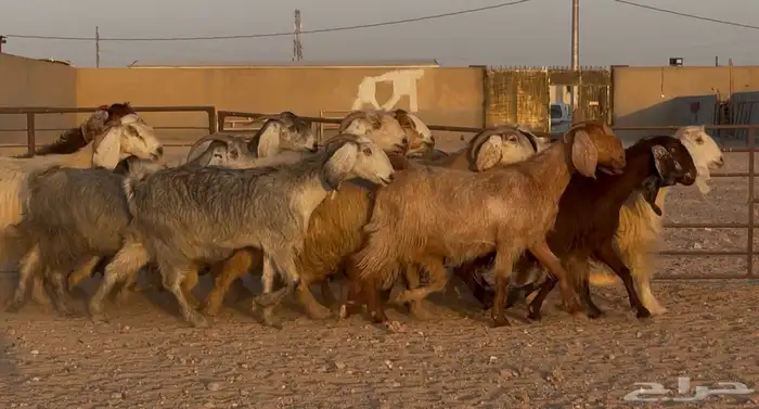 معزا مصريات طيبه دفيع ومضاريع شرط العدد 13 0