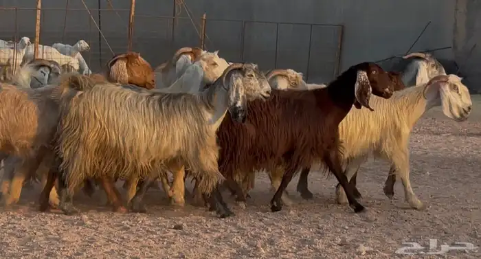 معزا مصريات طيبه دفيع ومضاريع شرط العدد 13 8