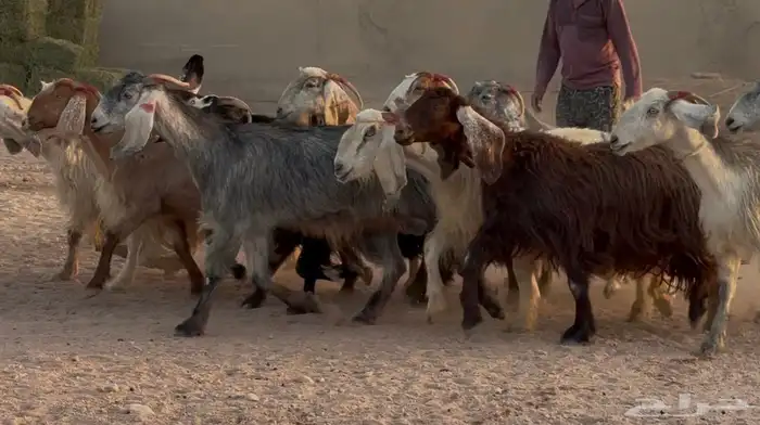 معزا مصريات طيبه دفيع ومضاريع شرط العدد 13 2