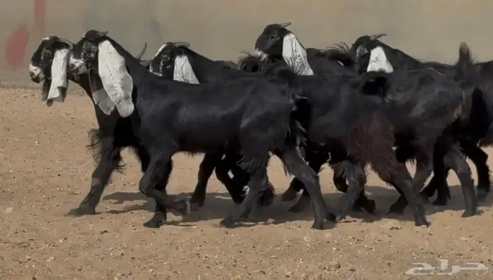 جذعات هجين عارضي نوادر العدد 7 10