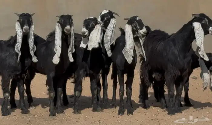 جذعات هجين عارضي نوادر العدد 7 9