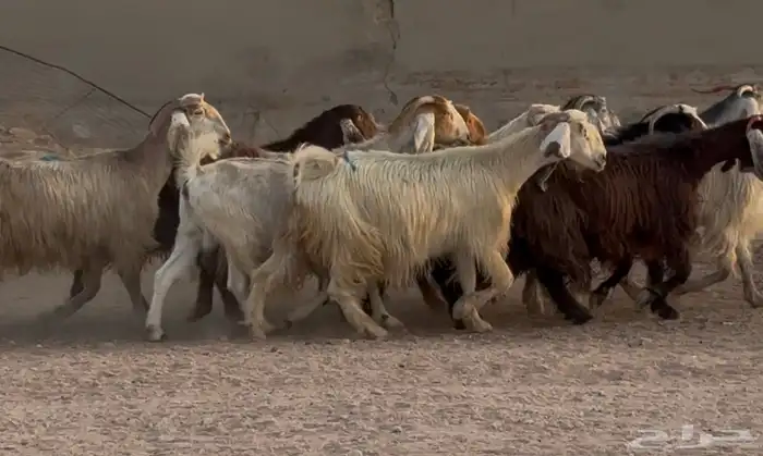 معزا مصريات طيبه دفيع ومضاريع شرط العدد 13 5