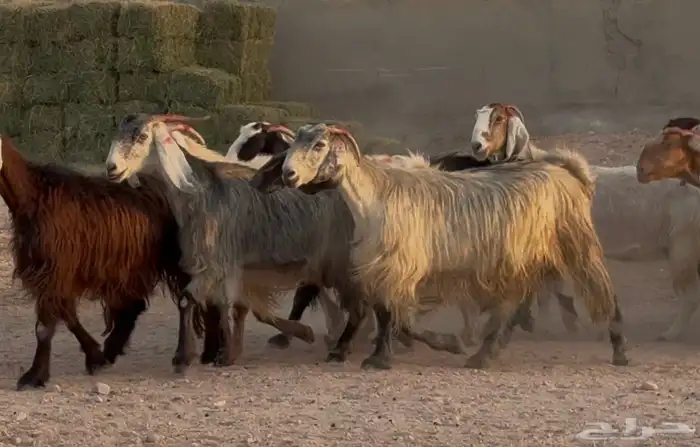 معزا مصريات طيبه دفيع ومضاريع شرط العدد 13 6