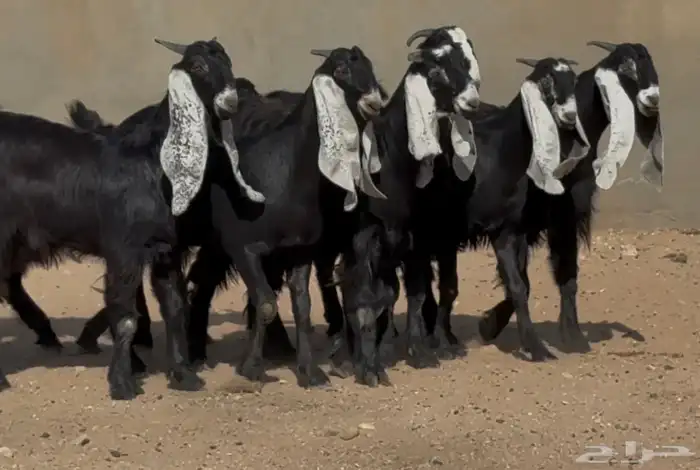 جذعات هجين عارضي نوادر العدد 7 7