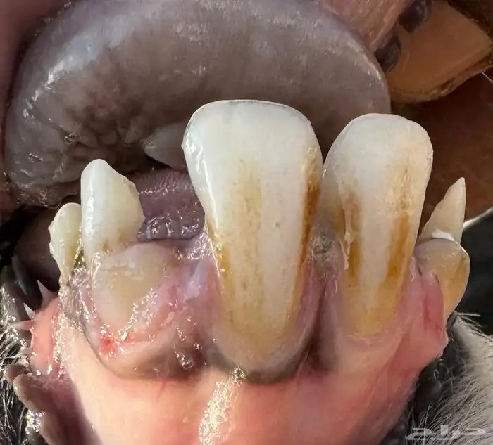 شاه حايل فل شحم 1