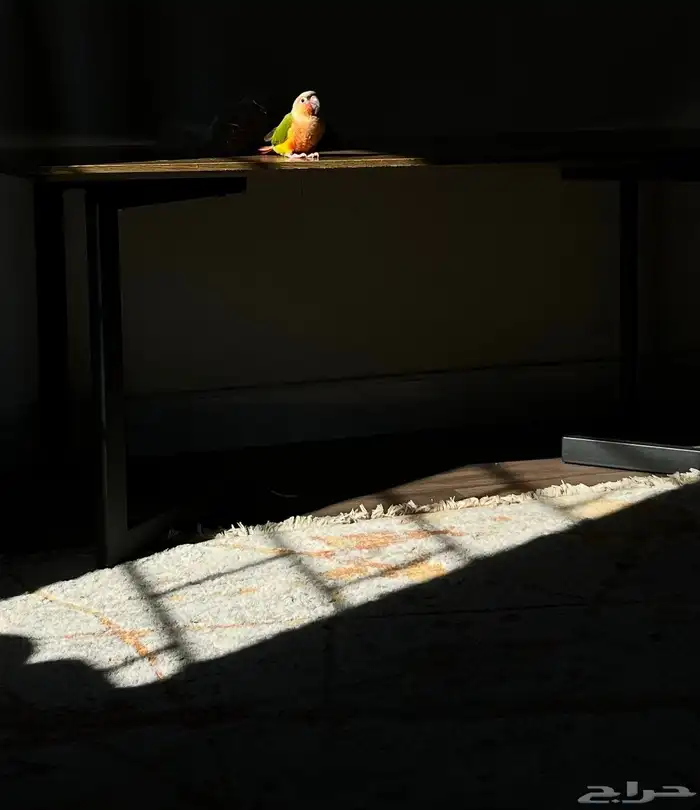 عصفور كنيور أليف وهدد 1