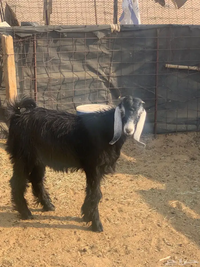 تيوس للبيع 2 وخروف 1الموقع قريب من السوق الجنوبي 4