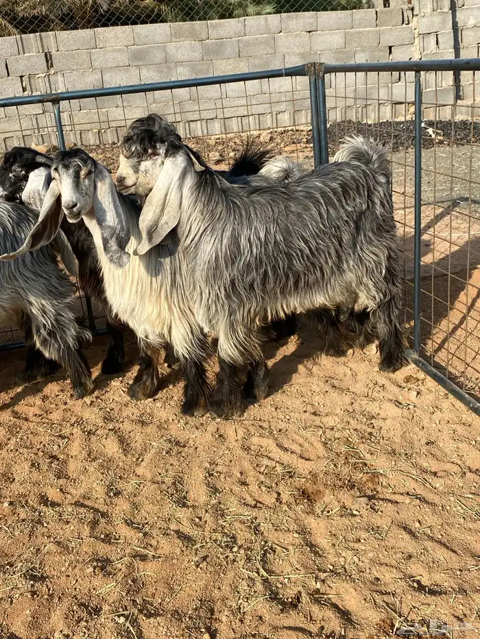 معزا عوارض بفحلها صنف تم البيع تم البيع 25