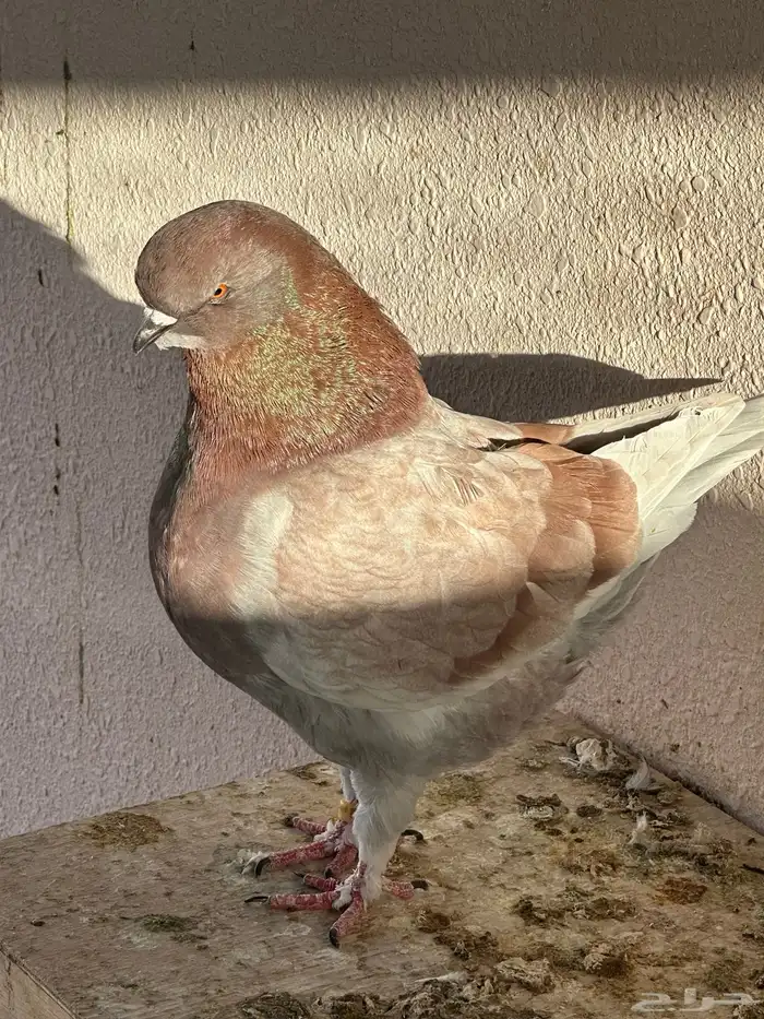 كنقق مودييينا 4