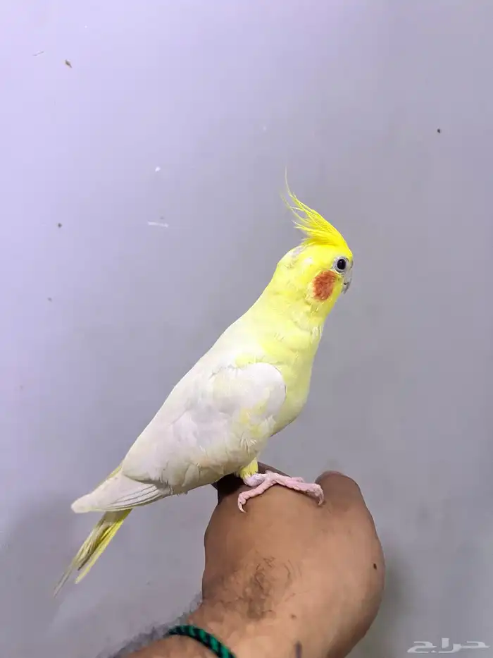 كروانات اليفه 2