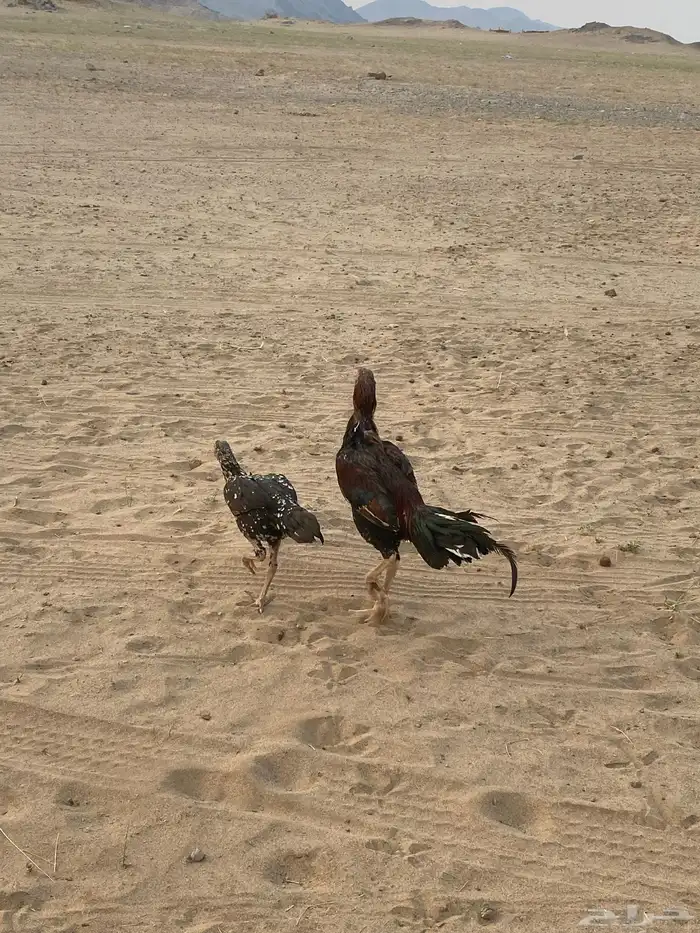 دجاج بكستاني 0