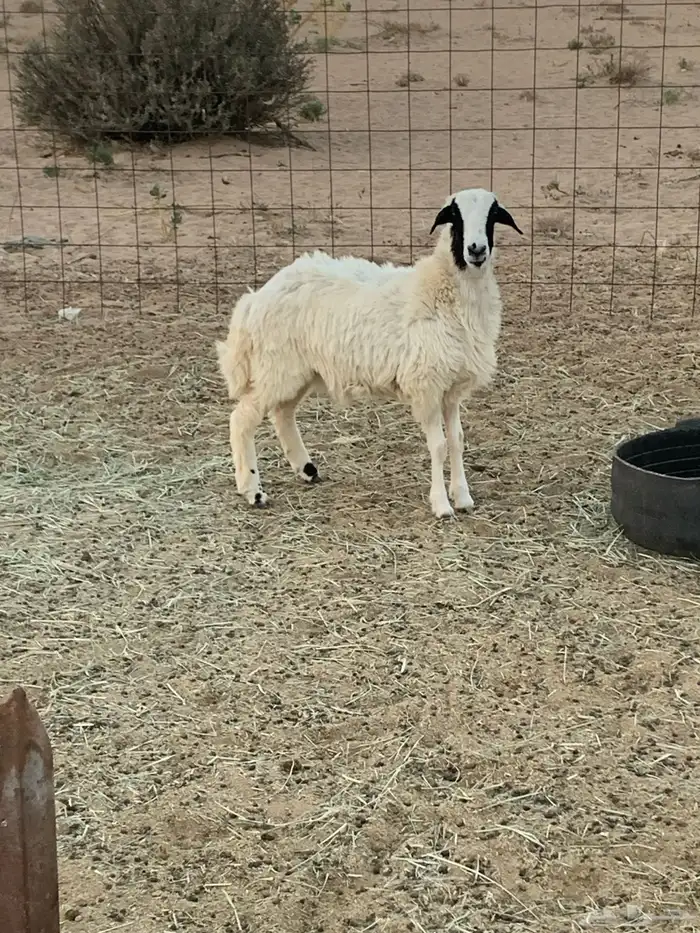 رخل نعيميه 1