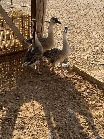 للبيع وز عراقي index