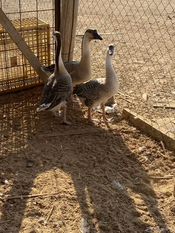 للبيع وز عراقي 0