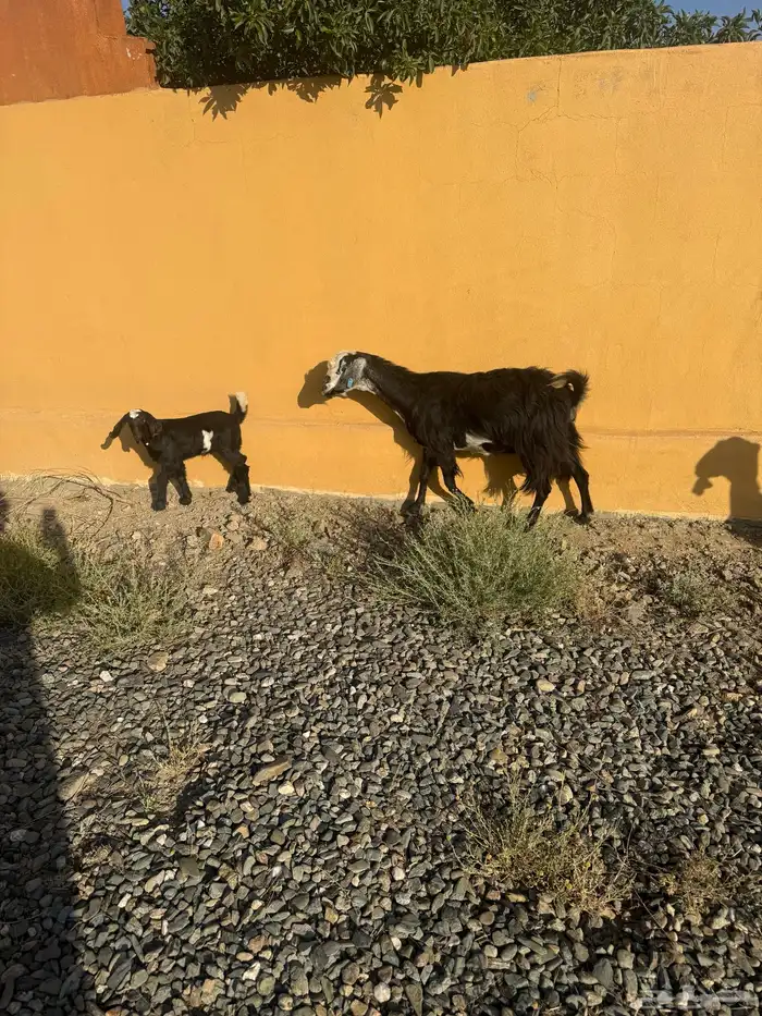 3 ماعز موقعها بني كبير قريب الزوايه 6