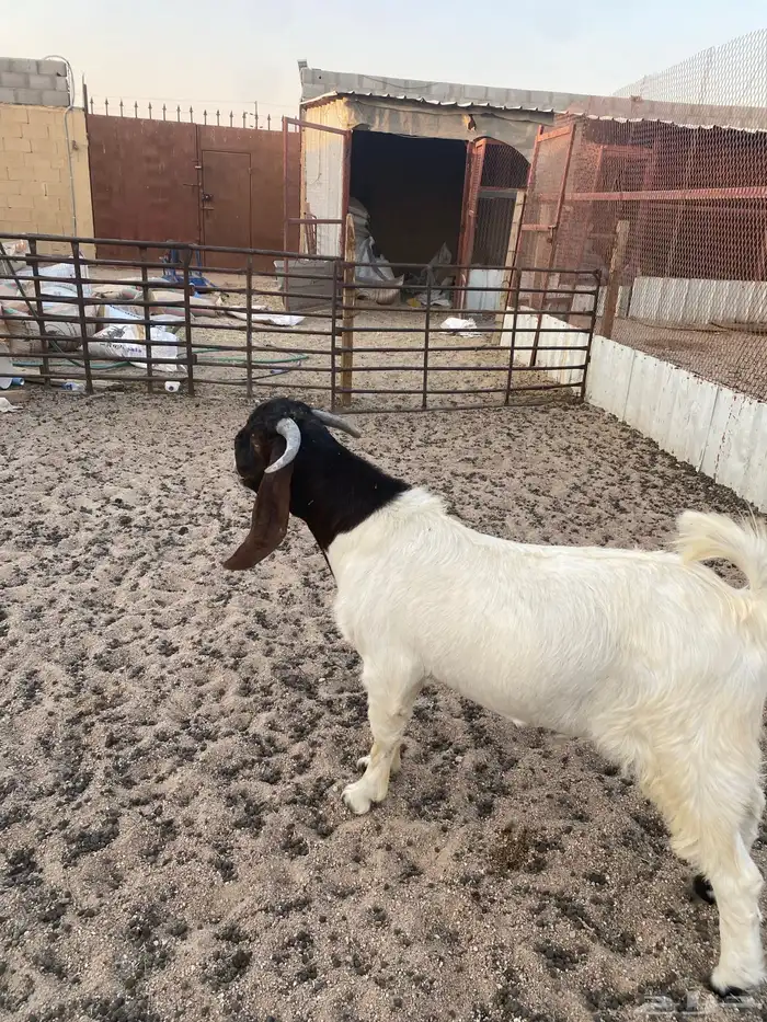 تيس بورقت جذع 0