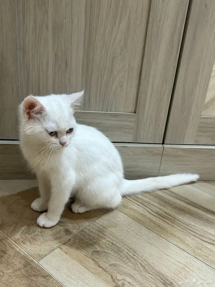 قط للبيع للجادين واتساب فقط 2