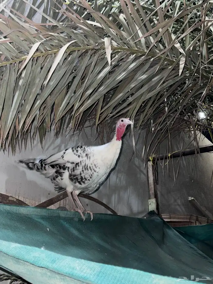 دجاج رومي فراشة 5