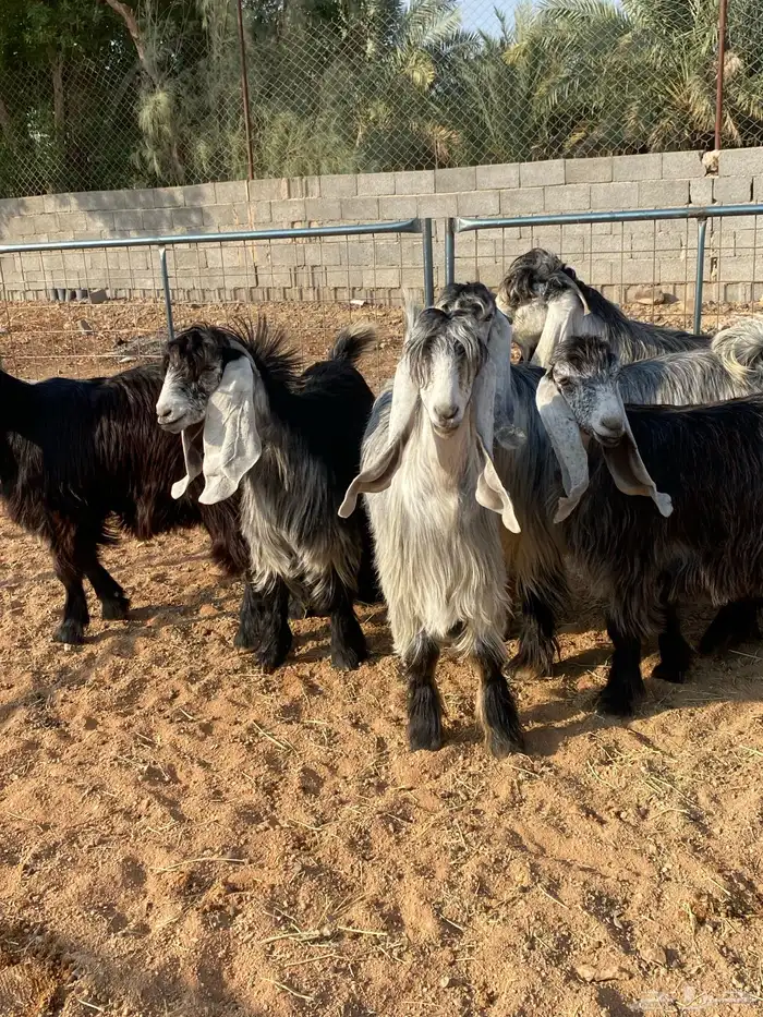 معزا عوارض بفحلها صنف تم البيع تم البيع 12