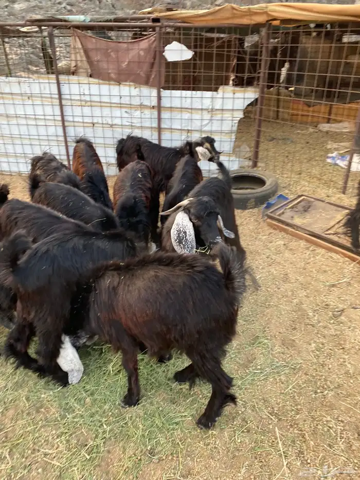 تيوس ثلاجه شمال ينبع 4