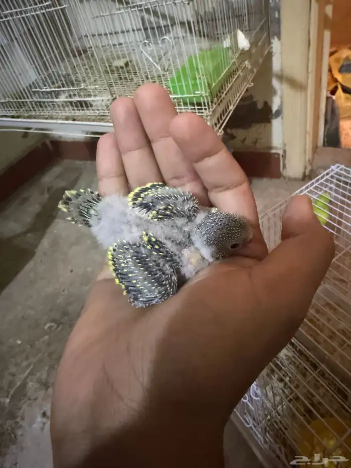 بادجي فرخ للتبني مجان مجان مجان 0