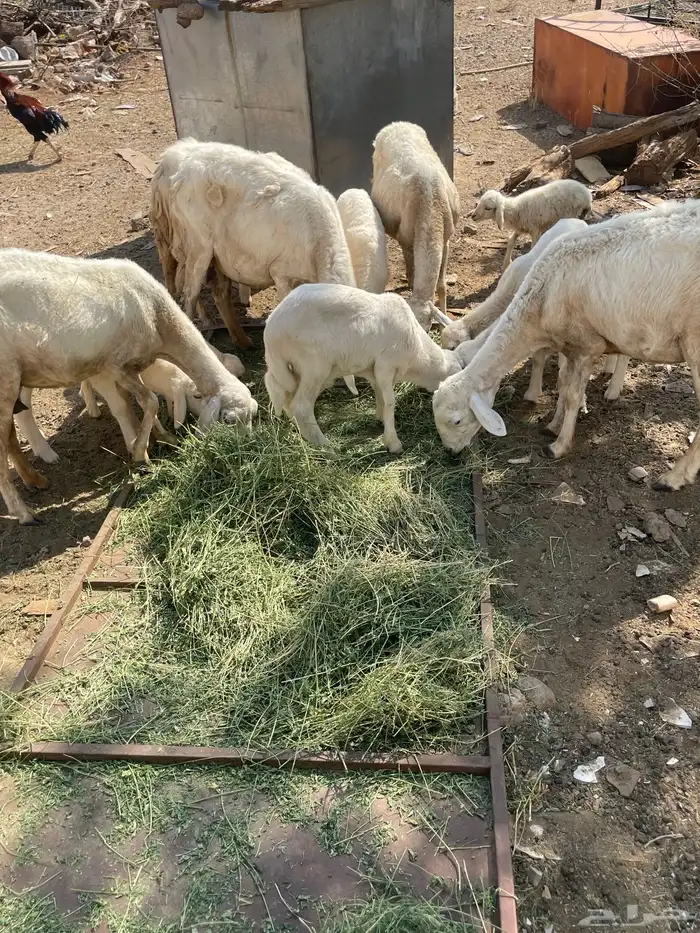 تم تم البيع الضان الصحه شرط العدد 5 كبمراح واحد تم البيع 2