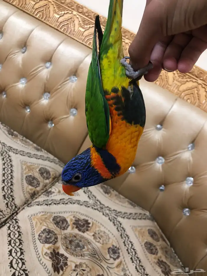 ببغاء لوري اليف 0