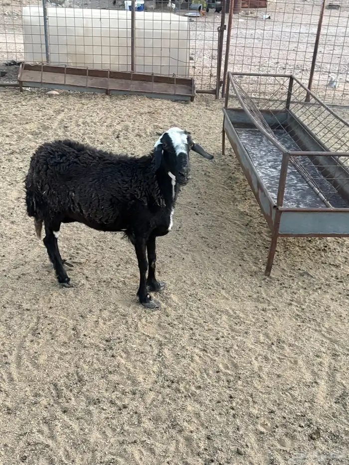 شاه اللبيع 4