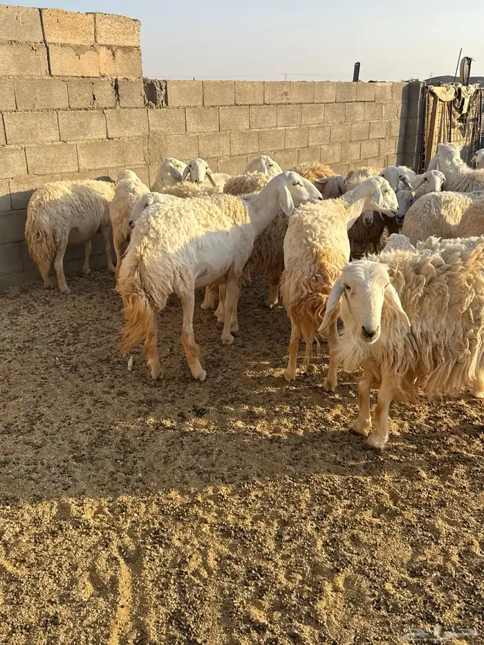 حريات حرش فاخره 4