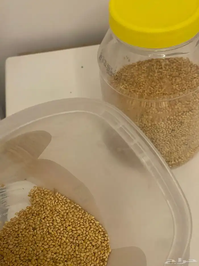 طيور الحب  طيور زيبرا 5