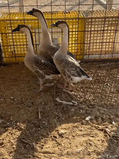 للبيع وز عراقي index