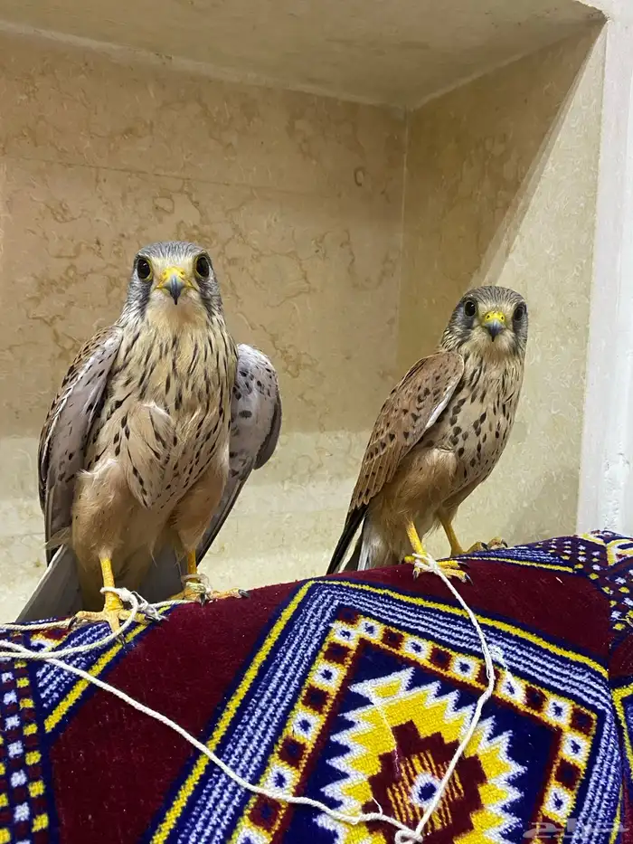 بواشق للبيع الصحه ممتازه الواحد ب50 0