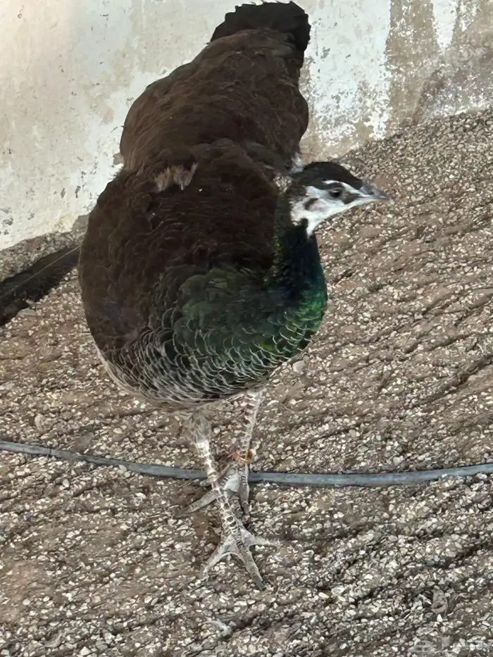 طاووس اناث للبيع 4