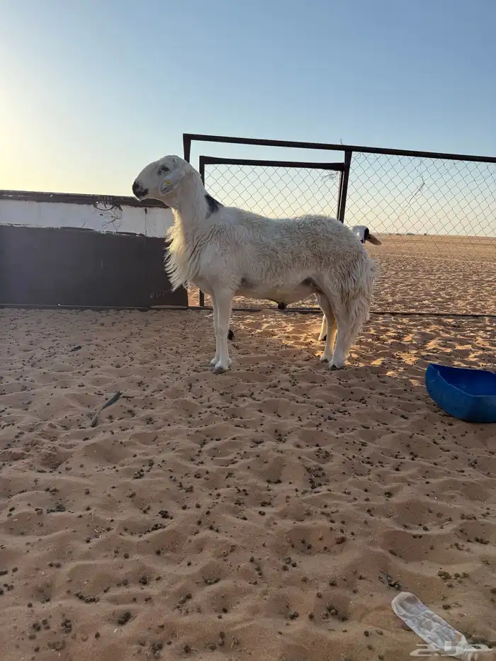 فحل اصفر مشروط 1