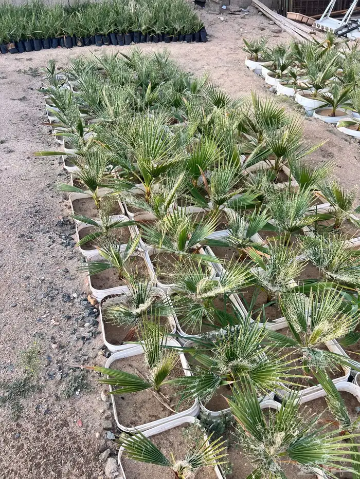 مشروع زراعي للبيع بالكامل بسعر رمزي جدا 18