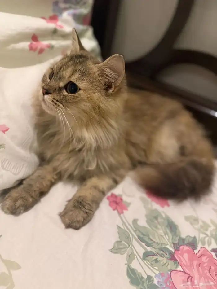 قطه بيت اليفه للتبني 3