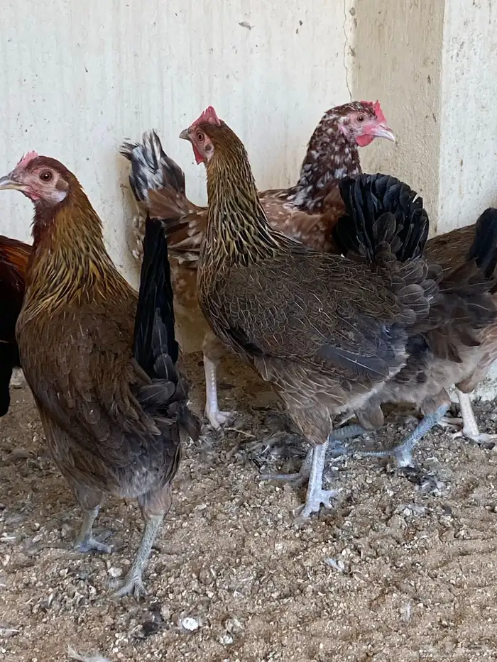دجاج فري ترثه قديمه (تم البيع) 1