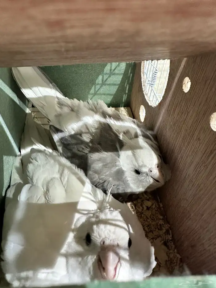 زوج كروان للبيع البينو تحتهم(4بيضات 0