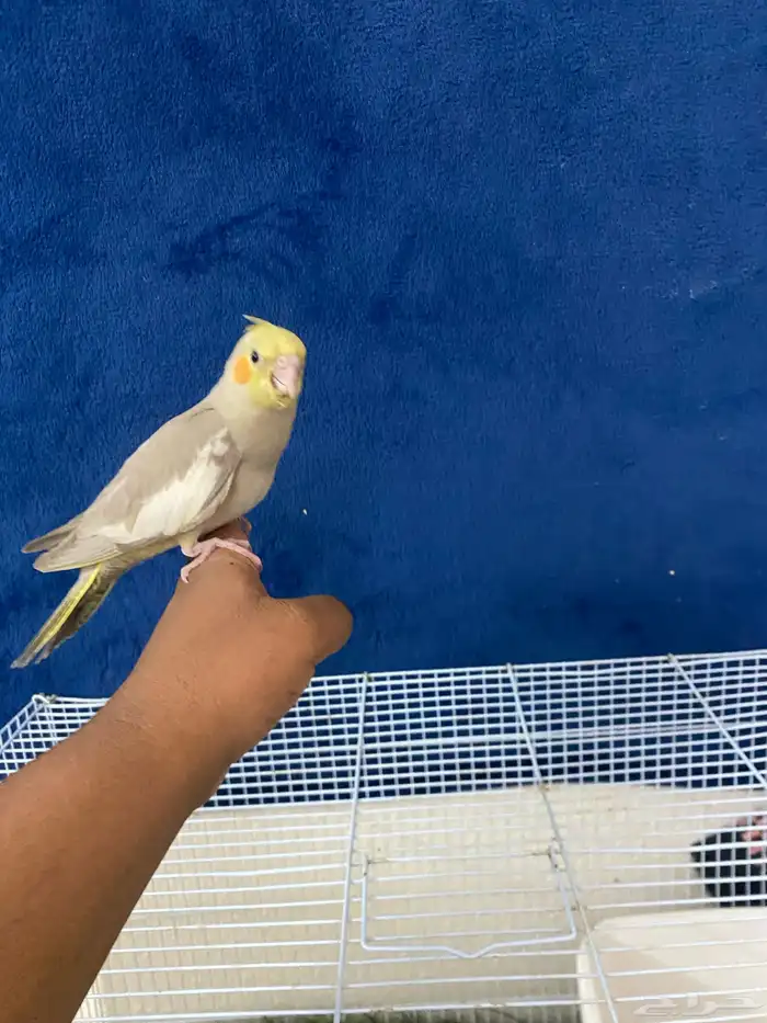 سلام عليكم ورحمة الله وبركا اعرض لكم طيور كروان 5