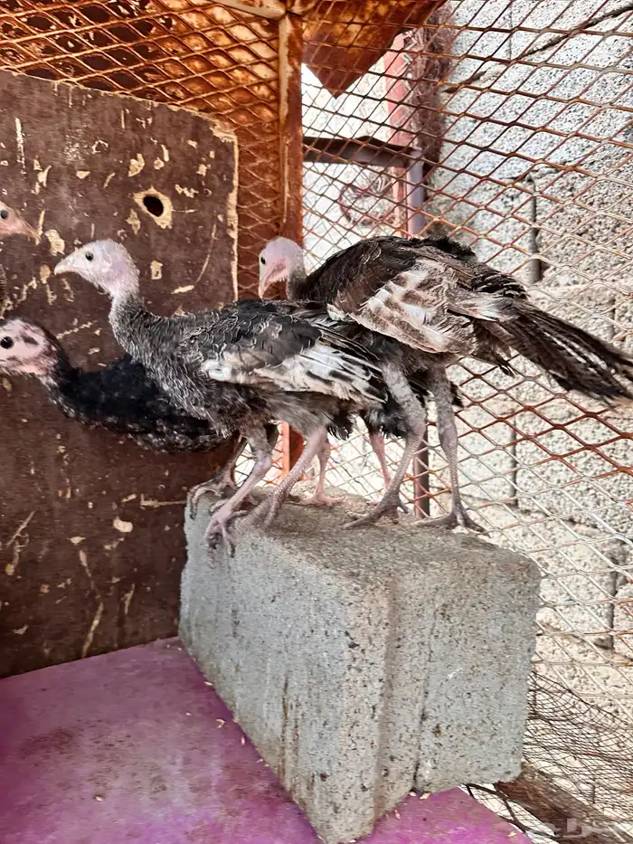 رومي للبيع صوص 2