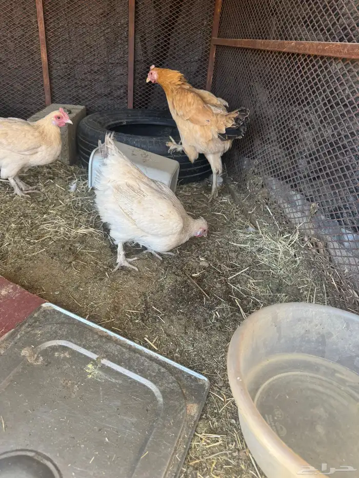 دجاج بلدي 16