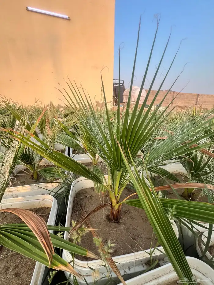 مشروع زراعي للبيع بالكامل بسعر رمزي جدا 0