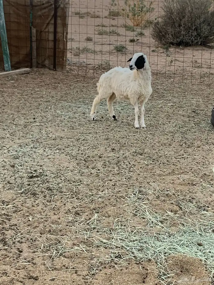 رخل نعيميه 2