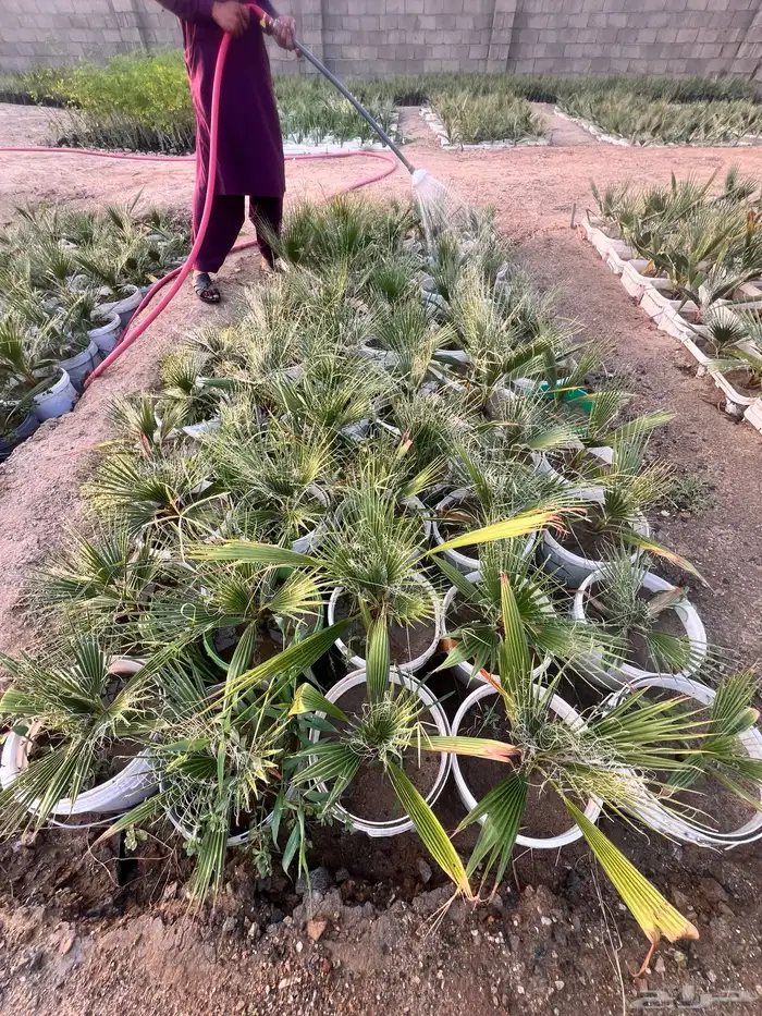 مشروع زراعي للبيع بالكامل بسعر رمزي جدا 16