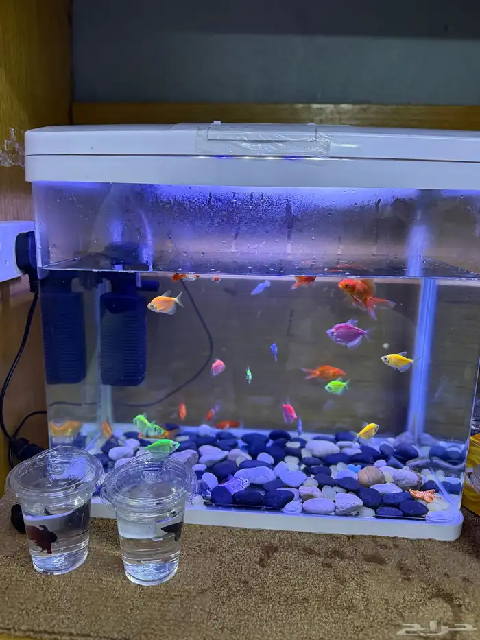 حوض سمك مع سمك 2