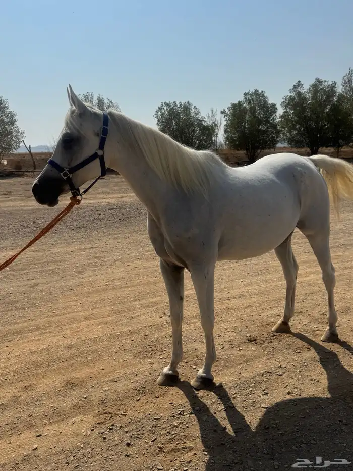 فرس مصرية 6