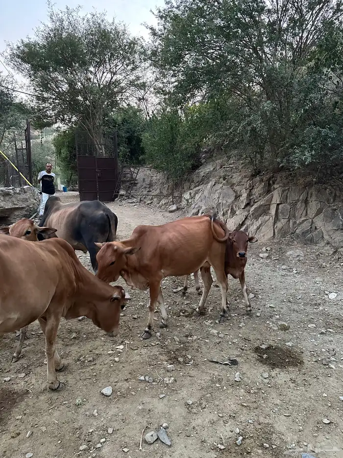 بقر للبيع عدد 5 الموقع رجال المع 7