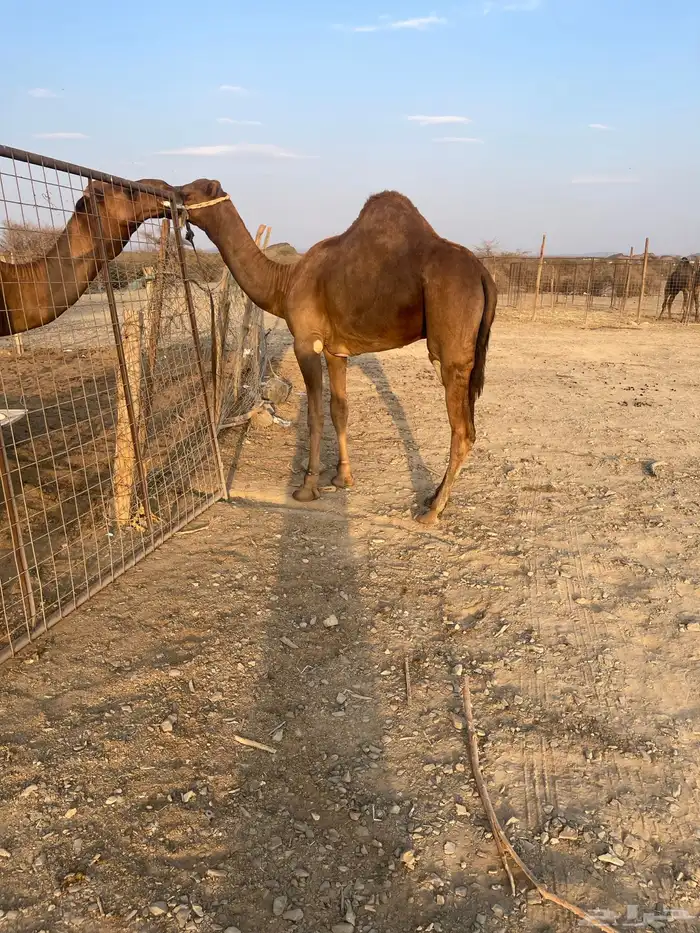 قعود جذع حمر ادهم 7