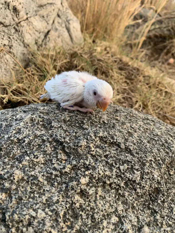 فرخين روز البينو 3